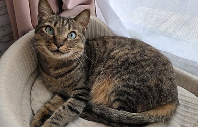 ah_cat